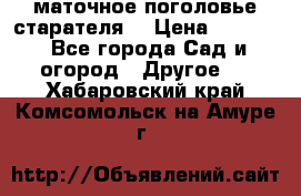маточное поголовье старателя  › Цена ­ 3 700 - Все города Сад и огород » Другое   . Хабаровский край,Комсомольск-на-Амуре г.